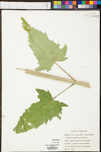 Silphium brachiatum image