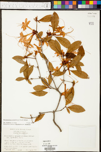 Rhododendron prunifolium image