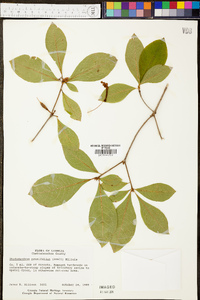 Rhododendron prunifolium image