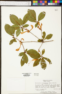 Rhododendron prunifolium image