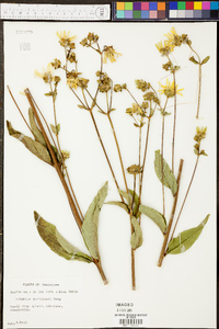 Silphium asteriscus image