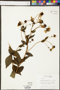 Rudbeckia auriculata image