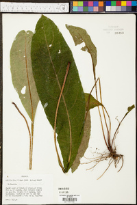 Rudbeckia auriculata image