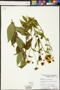 Rudbeckia auriculata image