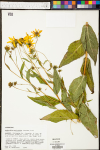 Rudbeckia auriculata image