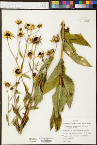 Rudbeckia auriculata image