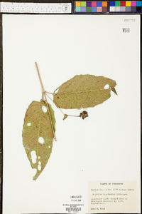 Silphium brachiatum image