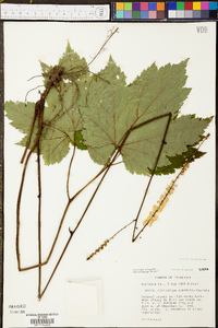 Actaea rubifolia image