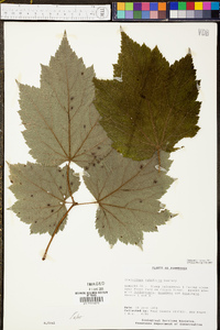 Actaea rubifolia image