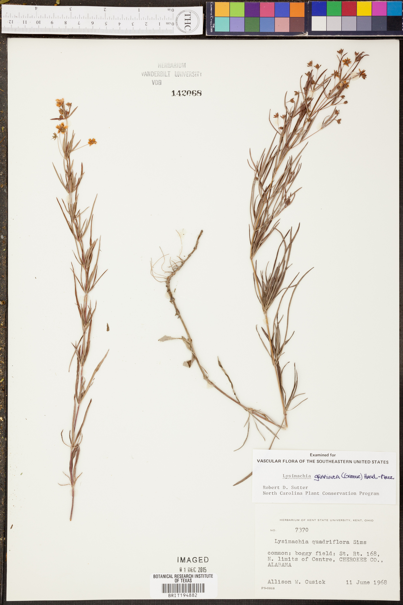 Lysimachia graminea image