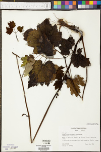 Actaea rubifolia image