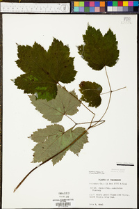 Actaea rubifolia image