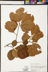 Quercus arkansana image