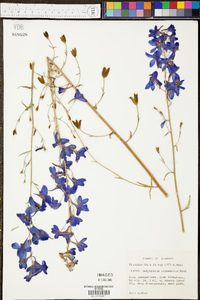 Delphinium alabamicum image