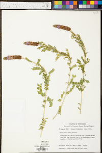 Dalea foliolosa image