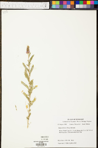 Dalea foliolosa image