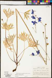 Delphinium alabamicum image