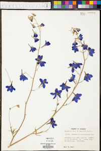 Delphinium alabamicum image