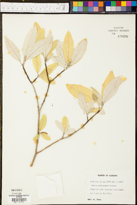 Croton alabamensis image