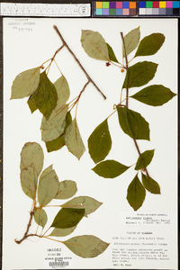 Schisandra glabra image