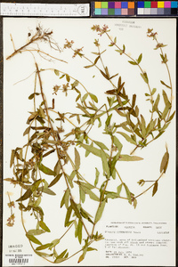 Image of Stachys lythroides