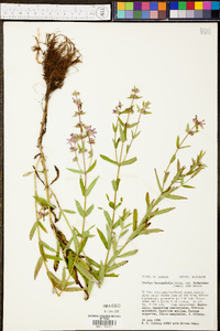 Stachys hyssopifolia image