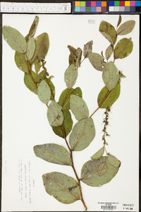 Baptisia simplicifolia image