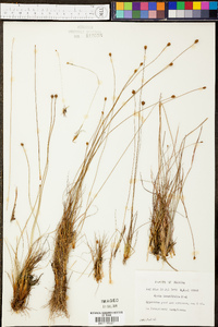 Xyris isoetifolia image