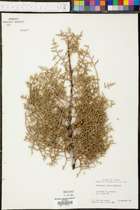Cupressus arizonica image