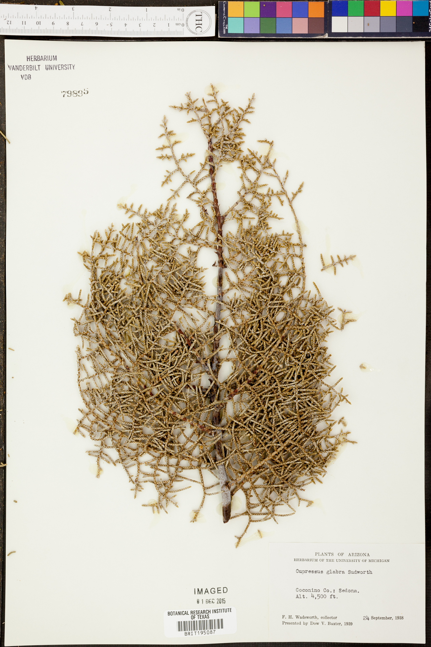 Cupressus arizonica subsp. arizonica image