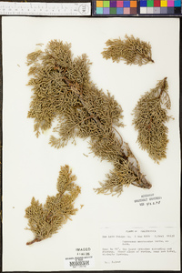 Cupressus macrocarpa image