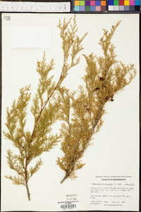 Chamaecyparis thyoides image