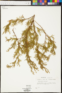 Chamaecyparis thyoides image