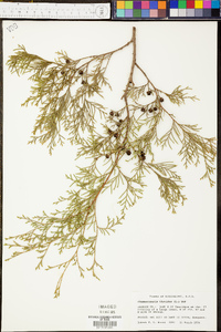 Chamaecyparis thyoides image