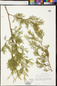 Chamaecyparis thyoides image