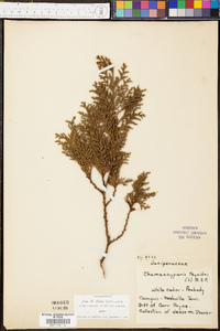 Chamaecyparis thyoides image