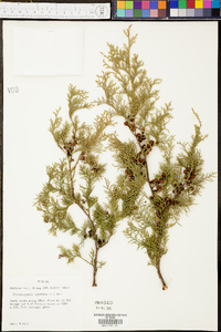 Chamaecyparis thyoides image