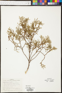 Pinus glabra image