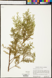 Chamaecyparis thyoides image