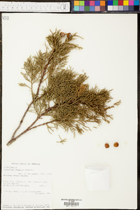 Juniperus deppeana image