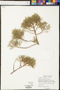 Juniperus deppeana image