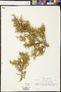 Juniperus deppeana image