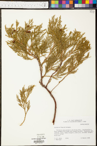 Juniperus flaccida image