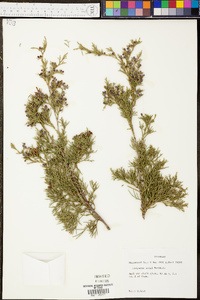 Juniperus ashei image