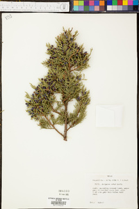 Pinus serotina image