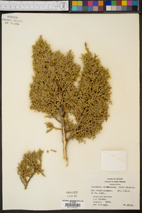 Juniperus osteosperma image