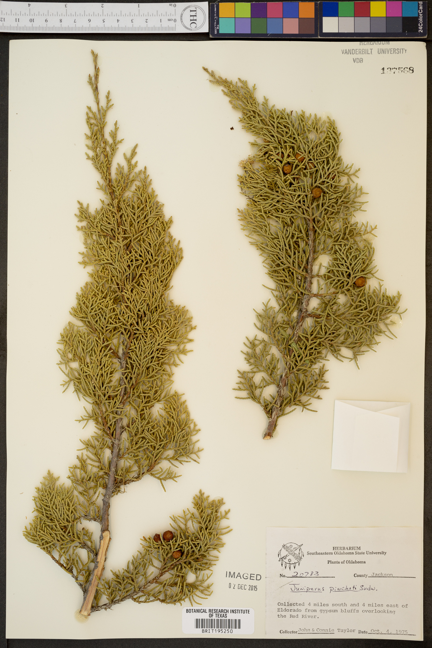 Juniperus pinchotii image