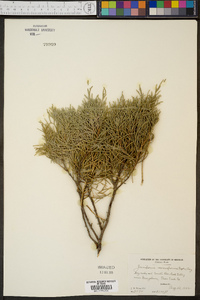 Juniperus monosperma image