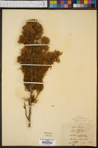 Juniperus monosperma image