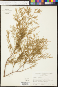 Juniperus silicicola image